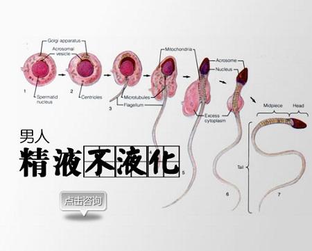 男性精子不液化會直接影響到生育哦
