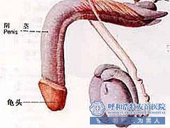 威海曙光醫院-龜頭炎