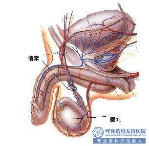 精索靜脈曲張對男生有什么影響